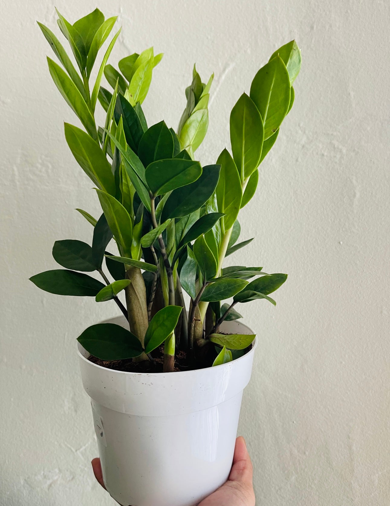 6" Zz Plant