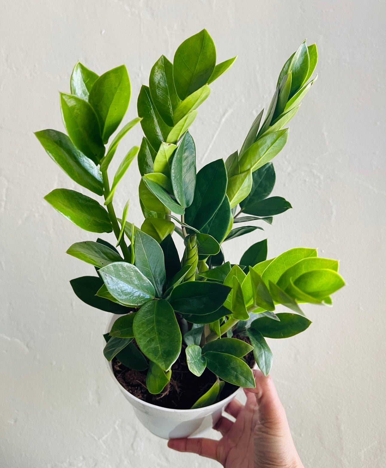 6" Zz Plant