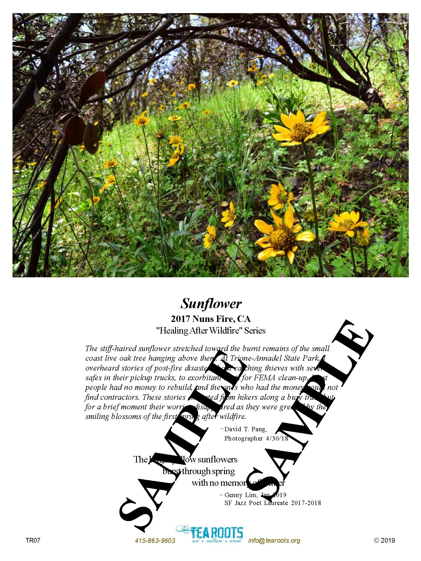 “Sunflower” Photo/Poetry Greeting Card