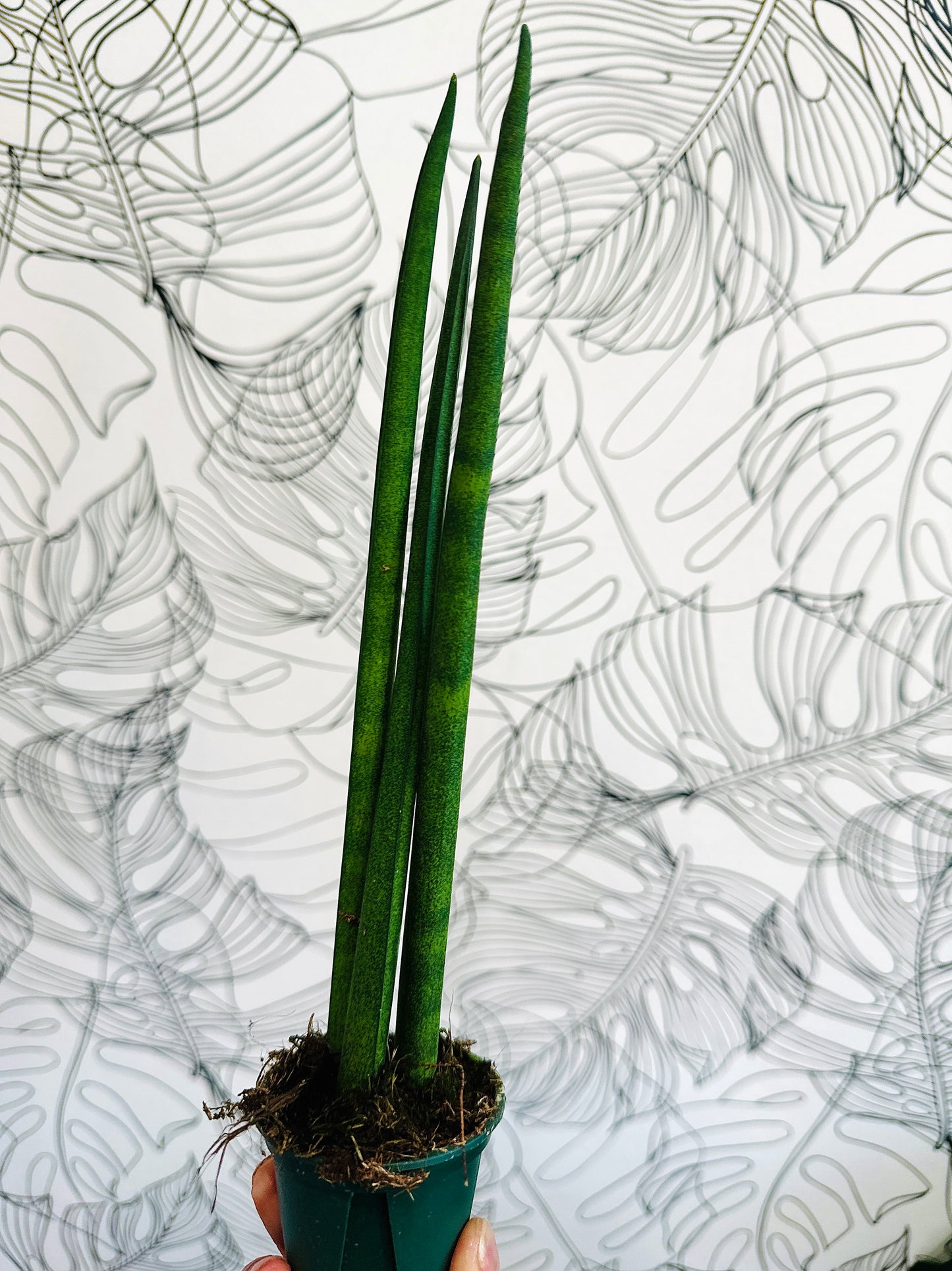 Sanseveria Spear