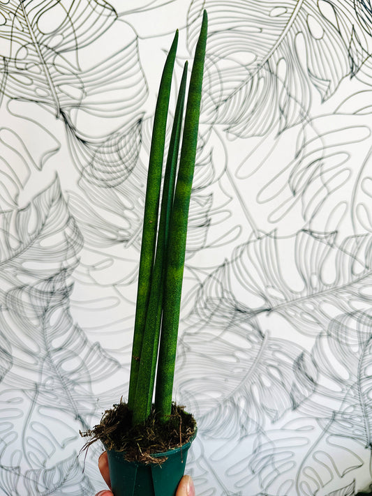 Sanseveria Spear