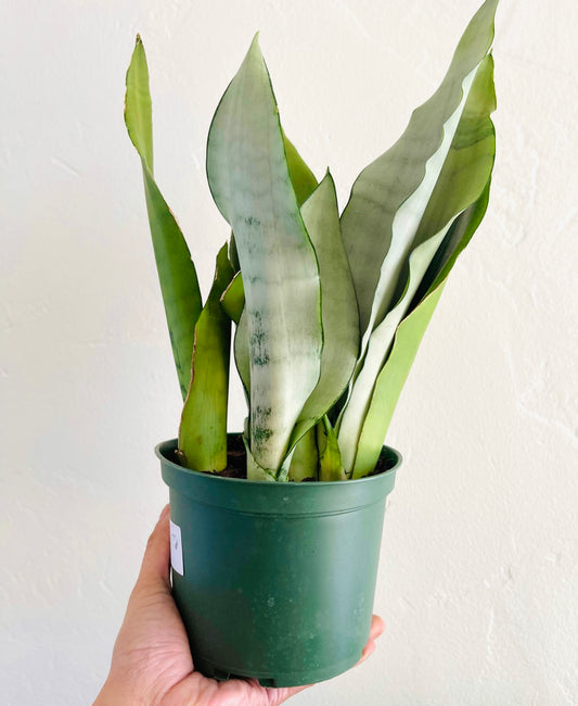 Sanseveria Moonshine