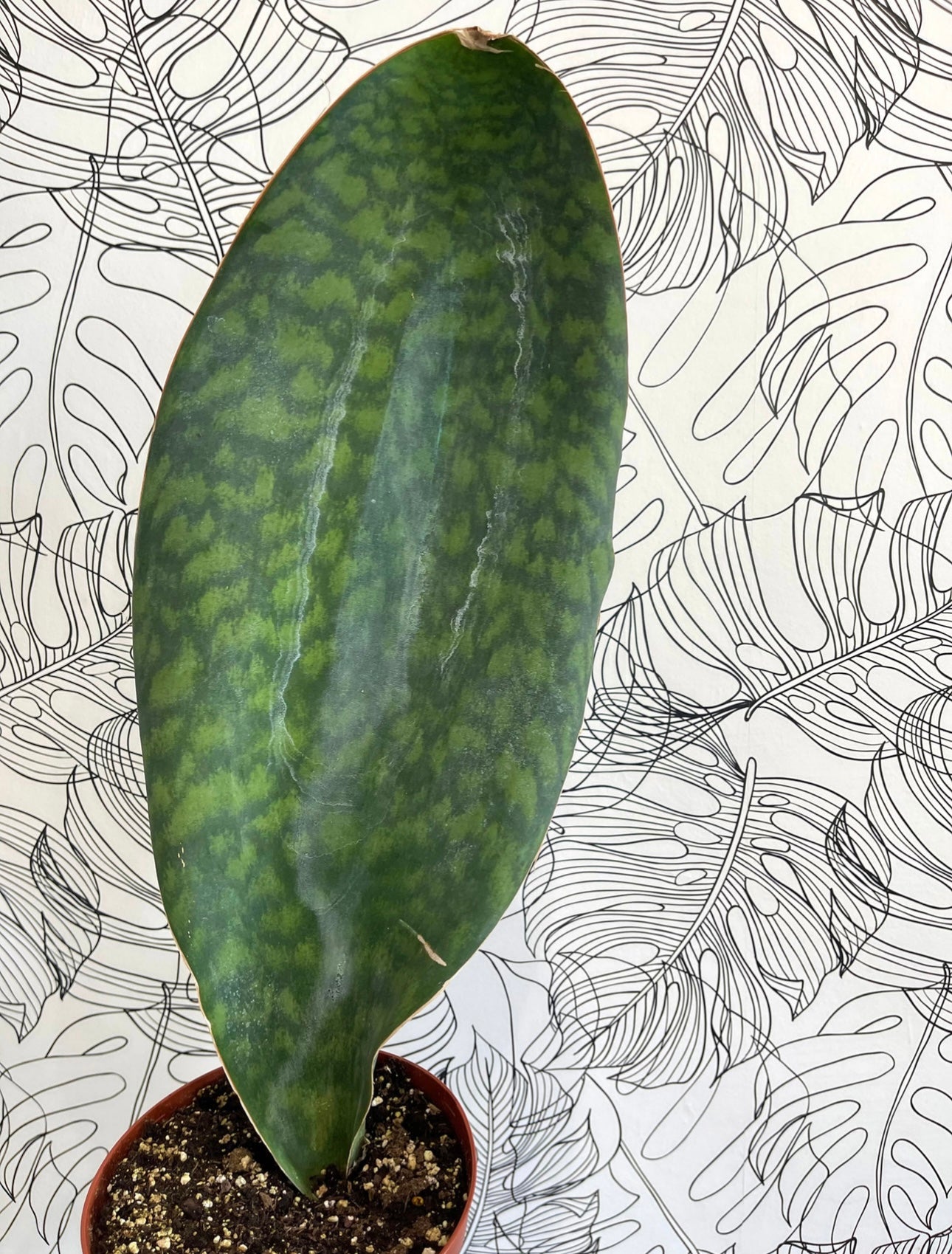 Sanseveria Shark Fin