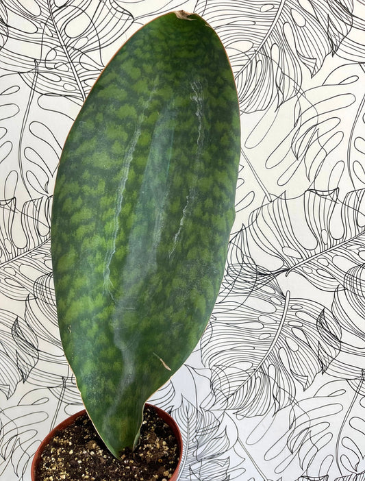 Sanseveria Shark Fin