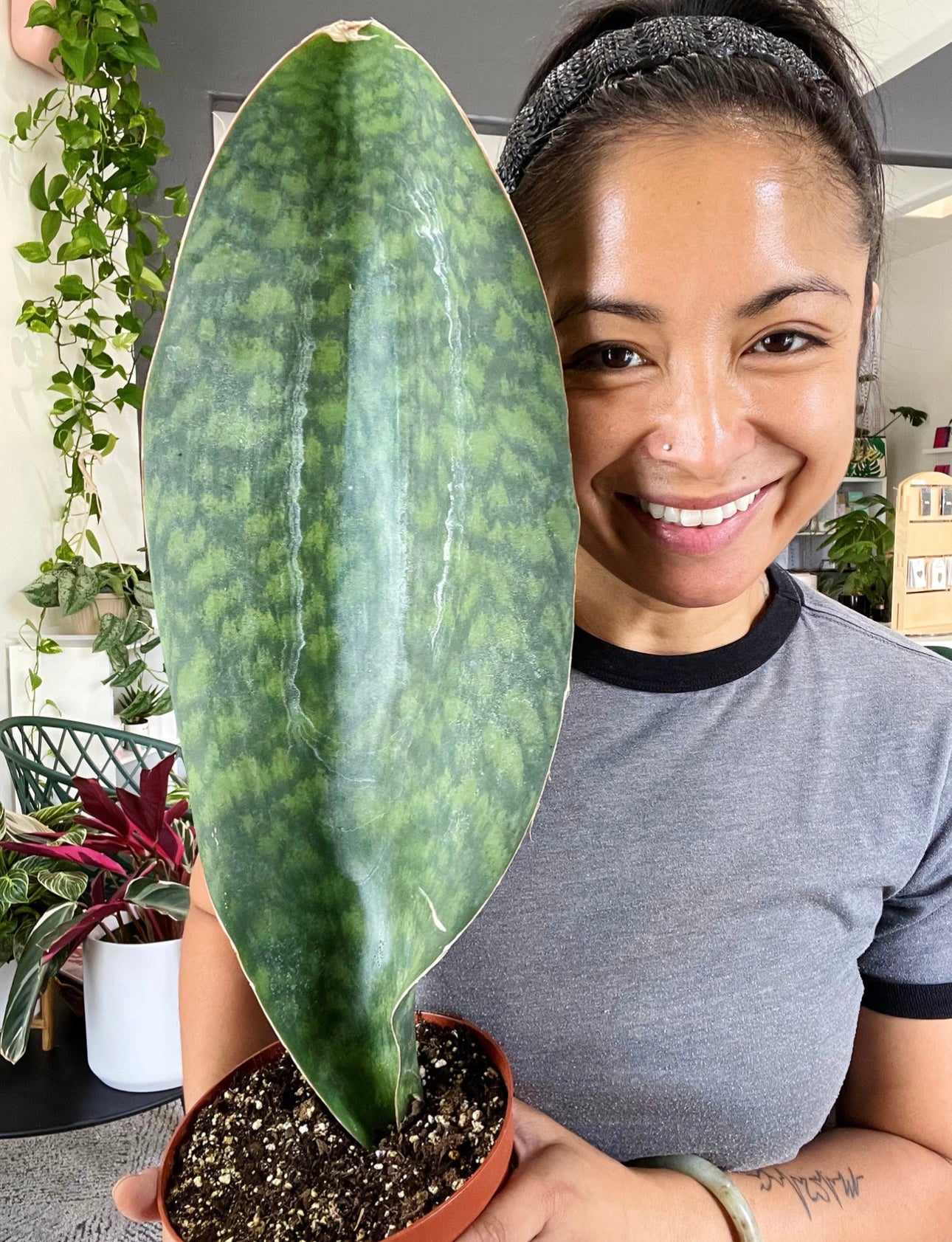 Sanseveria Shark Fin