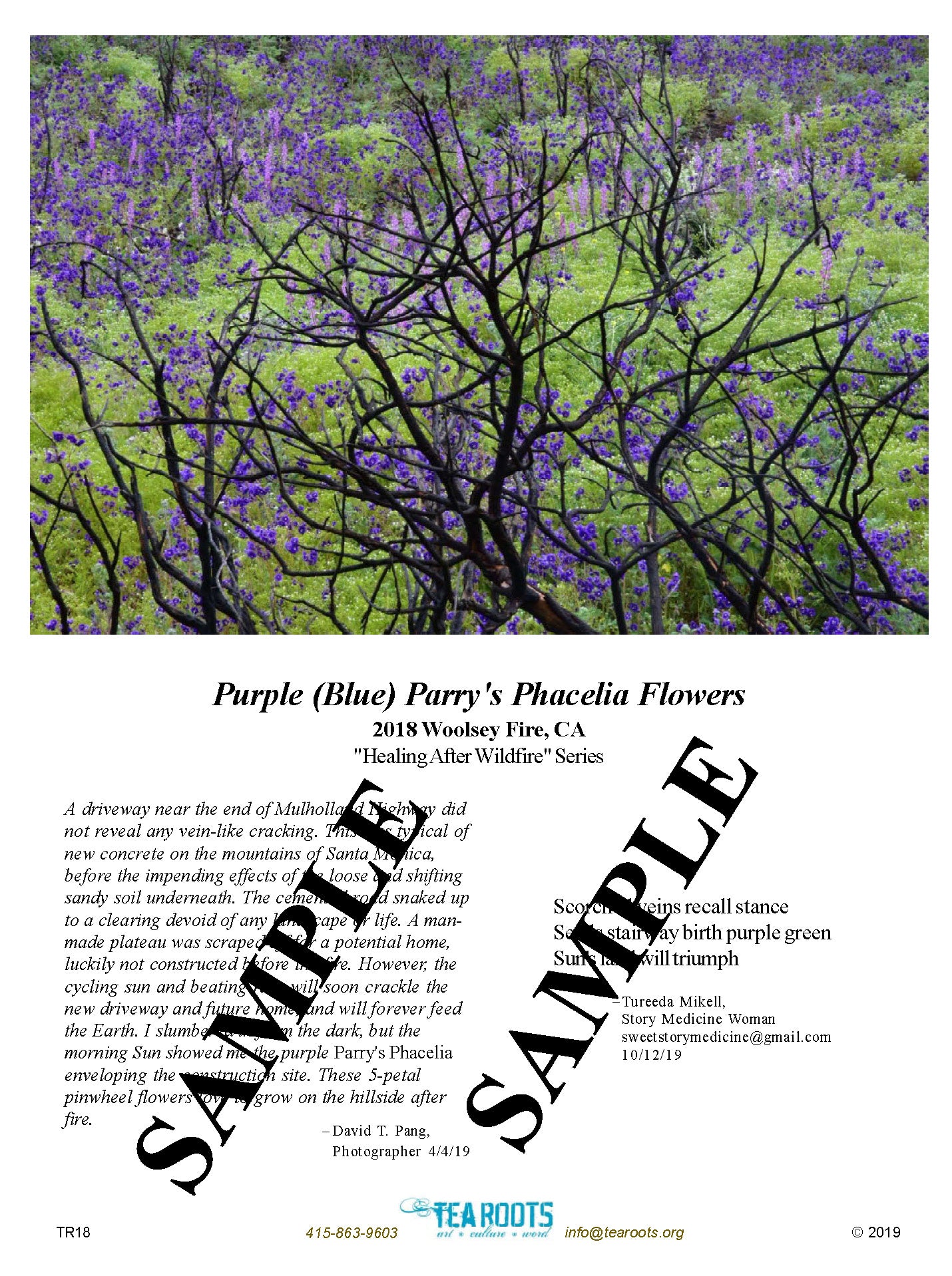 “Purple (Blue) Parry’s Phacelia Flowers” Poetry Art Card