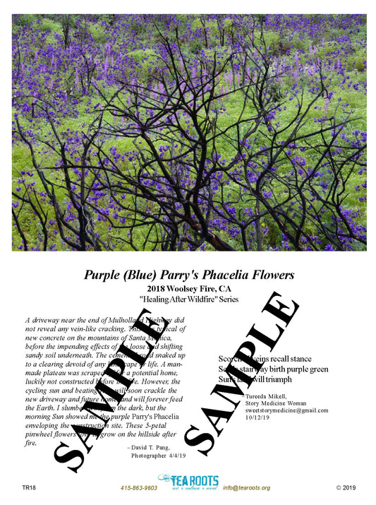 “Purple (Blue) Parry’s Phacelia Flowers” Poetry Art Card