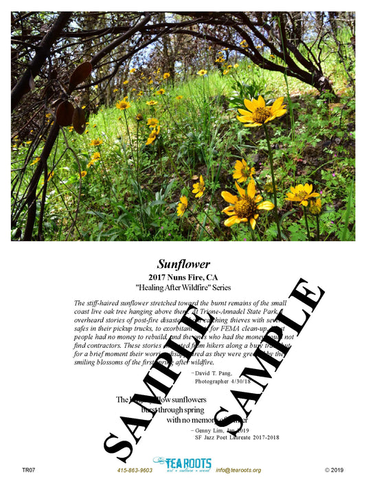 “Sunflower” Photo/Poetry Greeting Card