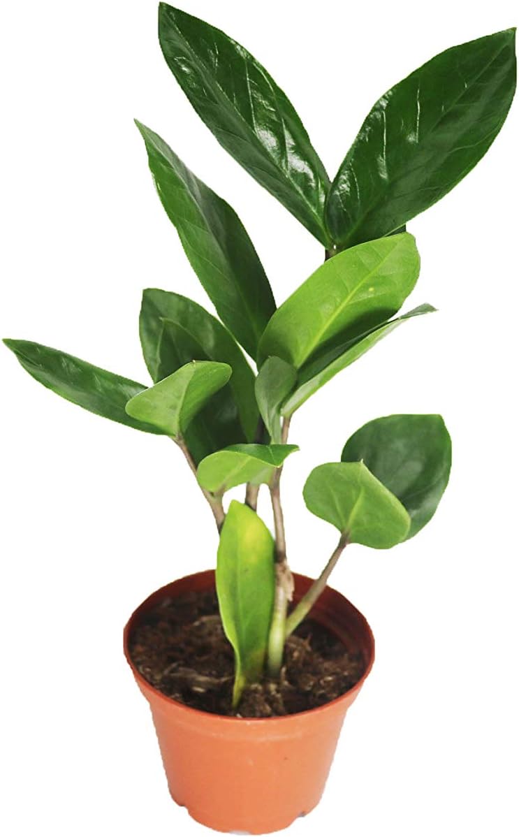 4" Zz Plant